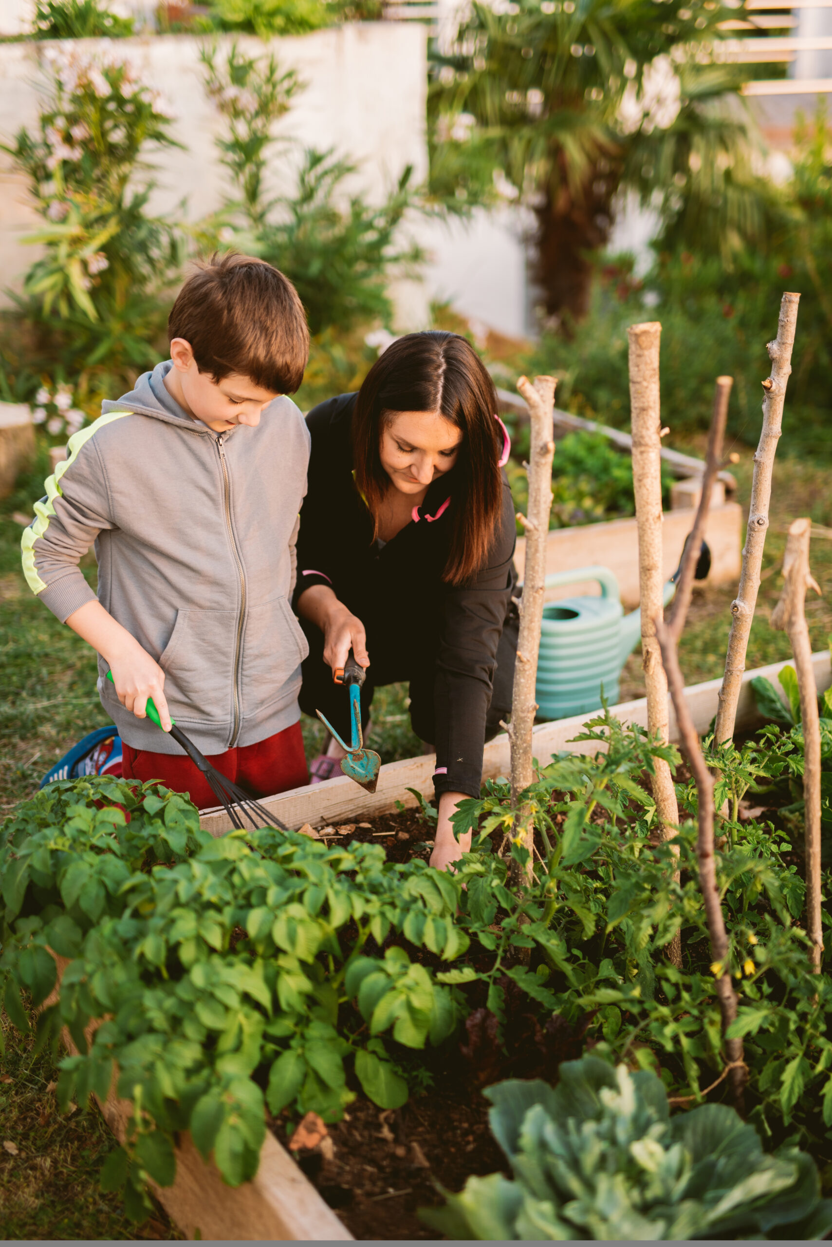 Vegetable garden
